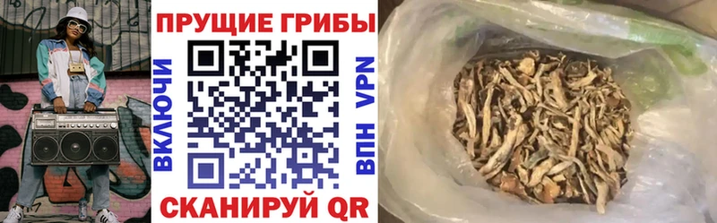 купить наркоту  Карачев  Галлюциногенные грибы Cubensis 